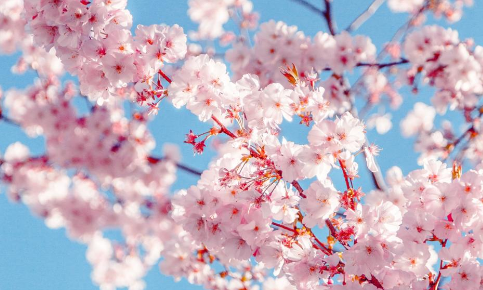 “日本特别高度人才”从4月21日正式生效，一年就能拿永住！5.png