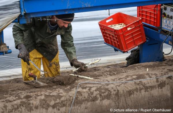 From file: Germany still relies on seaso<em></em>nal workers, like these from eastern Europe brought in to pick asparagus | Photo: Ruper Oberhäuser / picture alliance