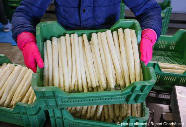 From file: Seaso<em></em>nal and 'guest workers' are still im<em></em>portant to the German eco<em></em>nomy | Photo: Rupert Oberhäuser / picture alliance