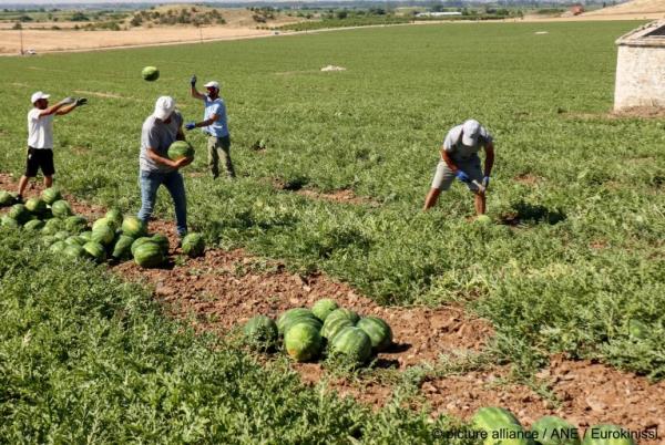From file: Watermelon harvest in Larissa, Greece | 
picture alliance / ANE / Eurokinissi | Leo<em></em>nidas Tzekas