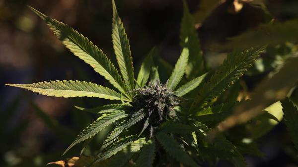 司法部下一步将对大麻进行重新分类