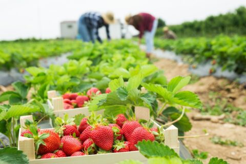 英国季节性工人签证签证期限延长 5 年